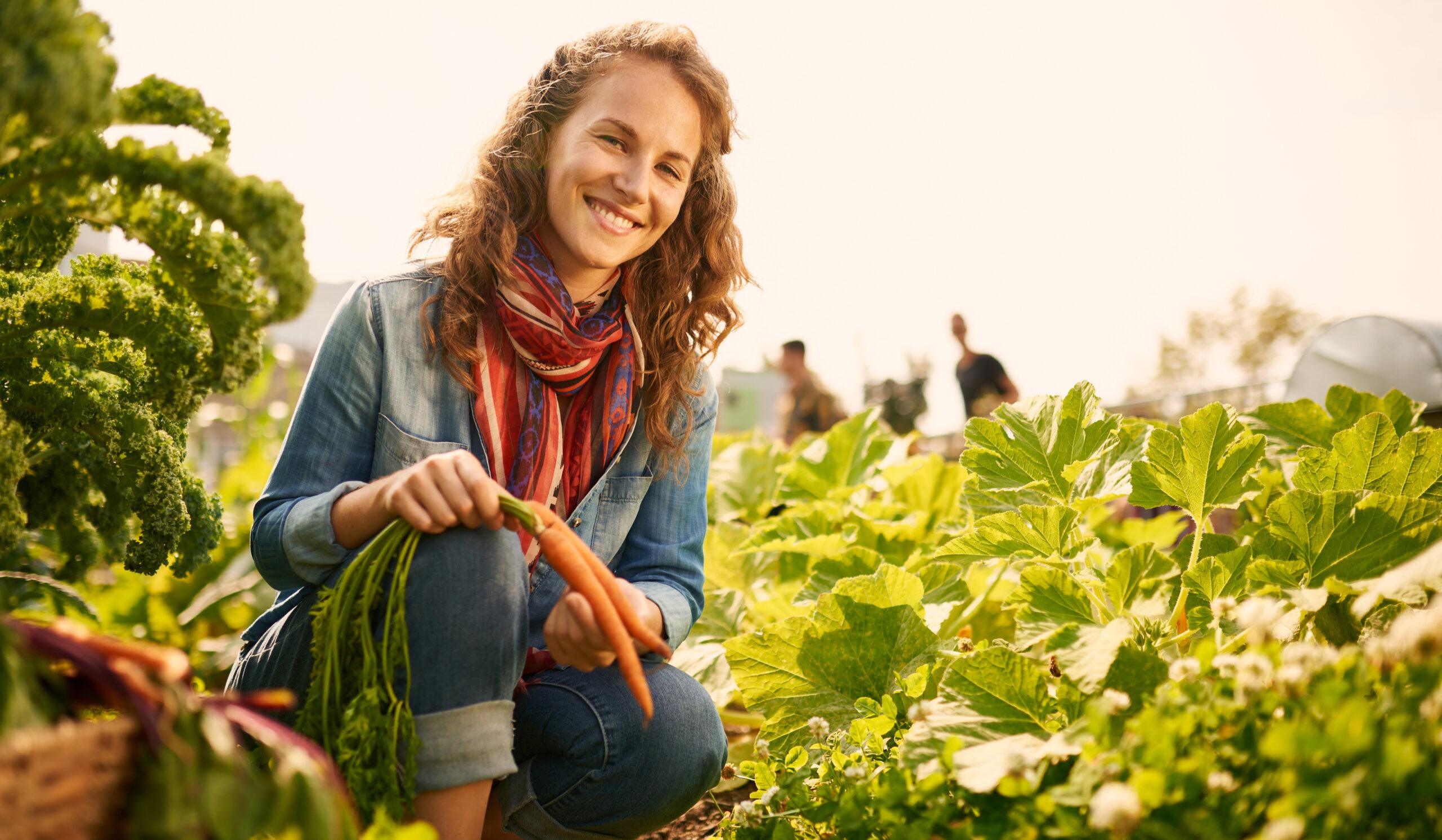Friendly woman harvesting fresh vegetables from the garden