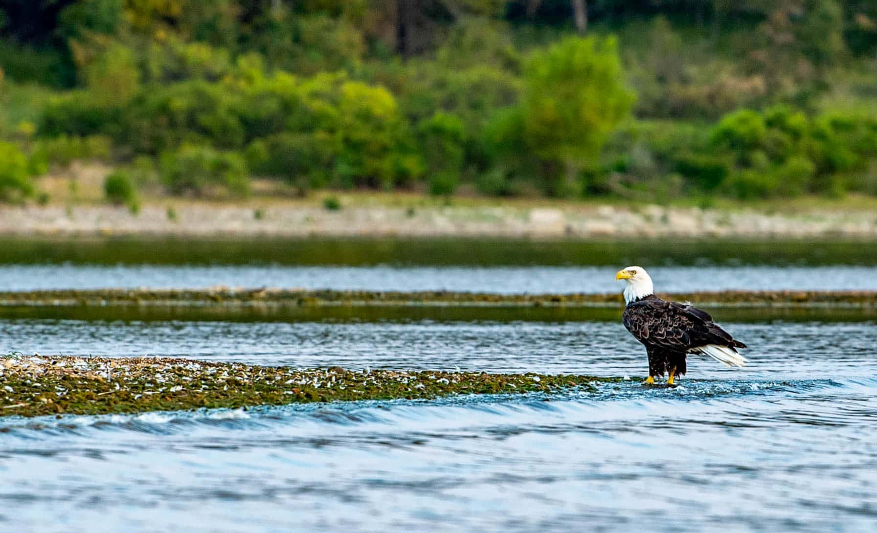 Harry S Truman, Summer, Wildlife, Eagle
