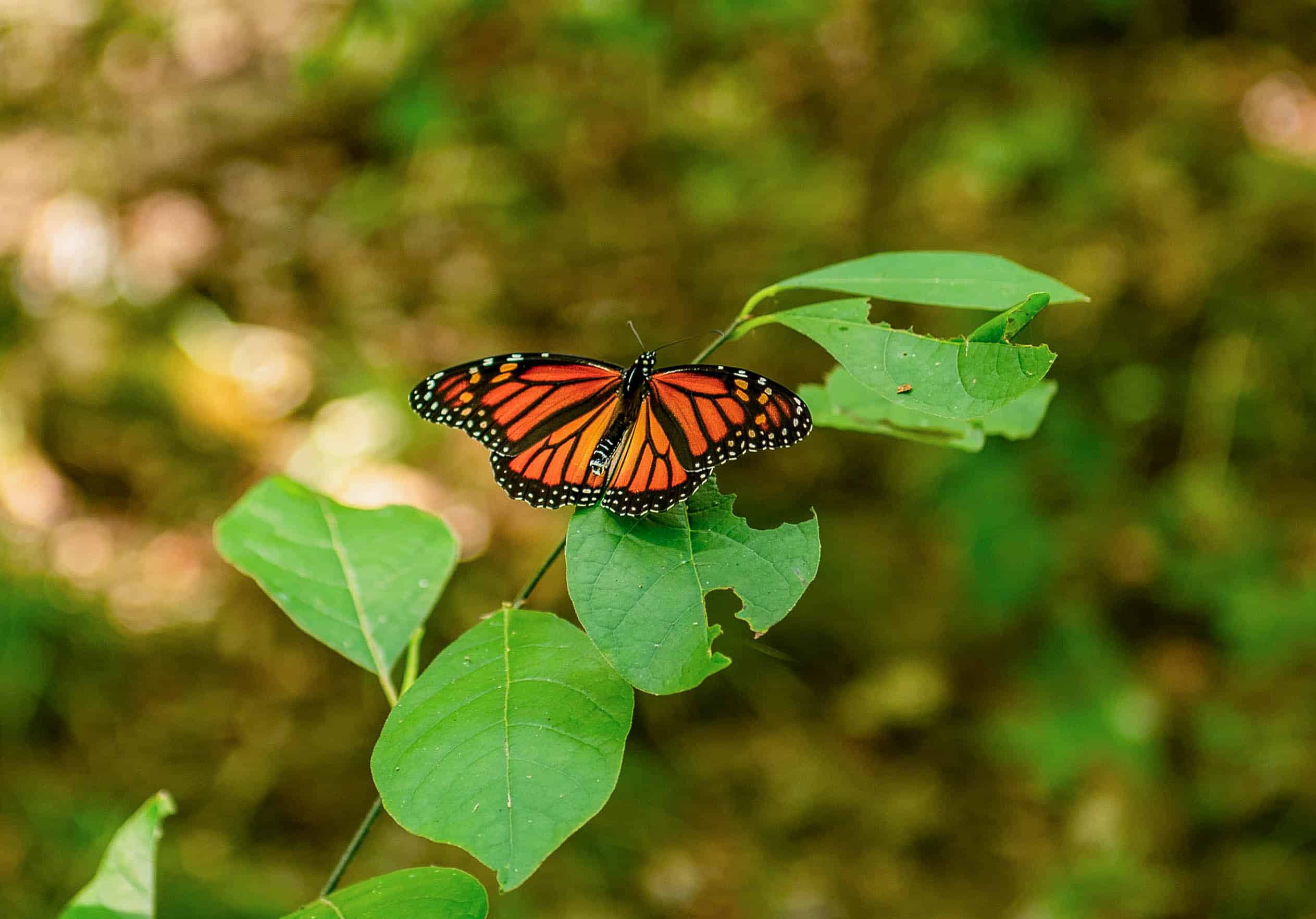 Meramec State Park