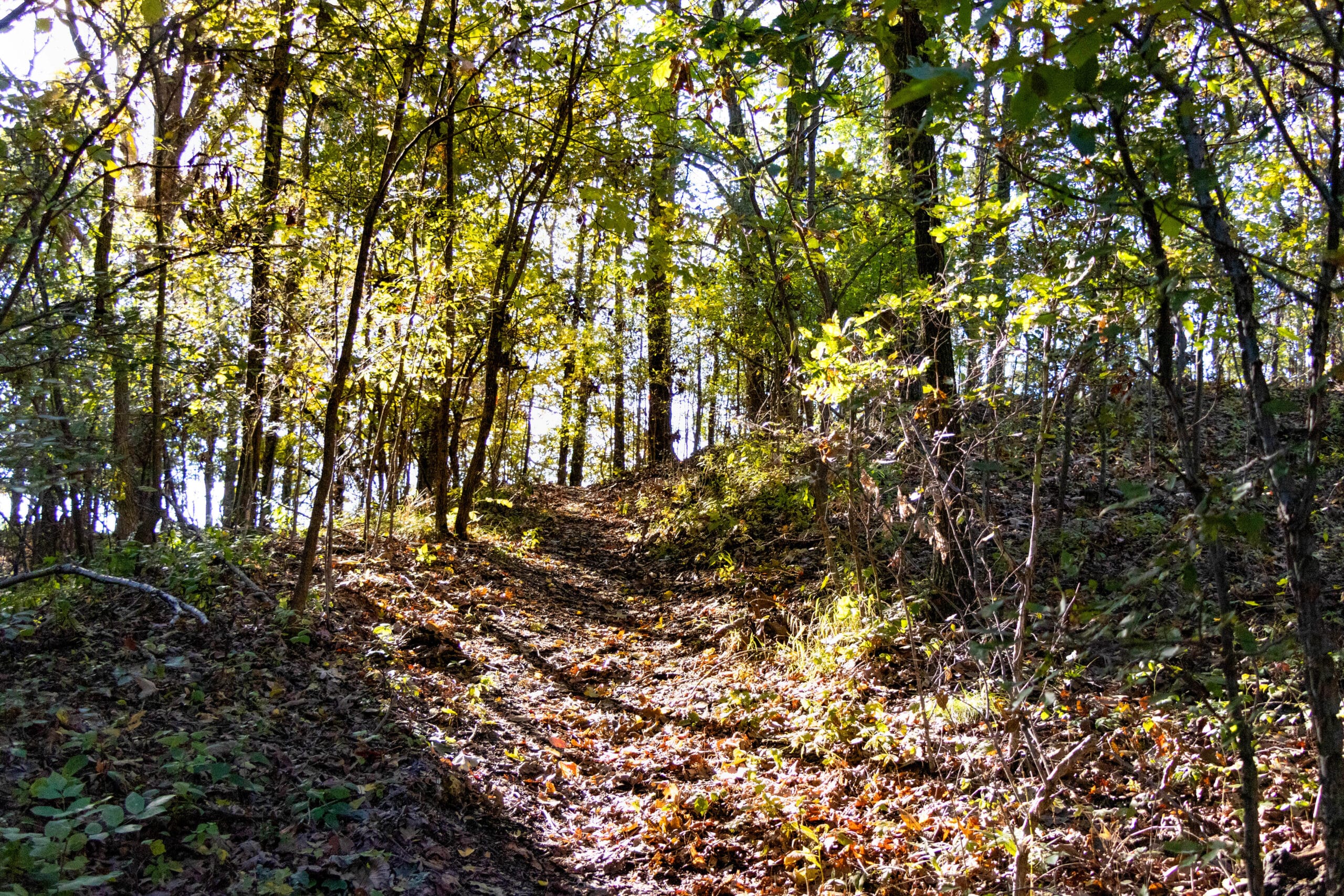 Morris State Park