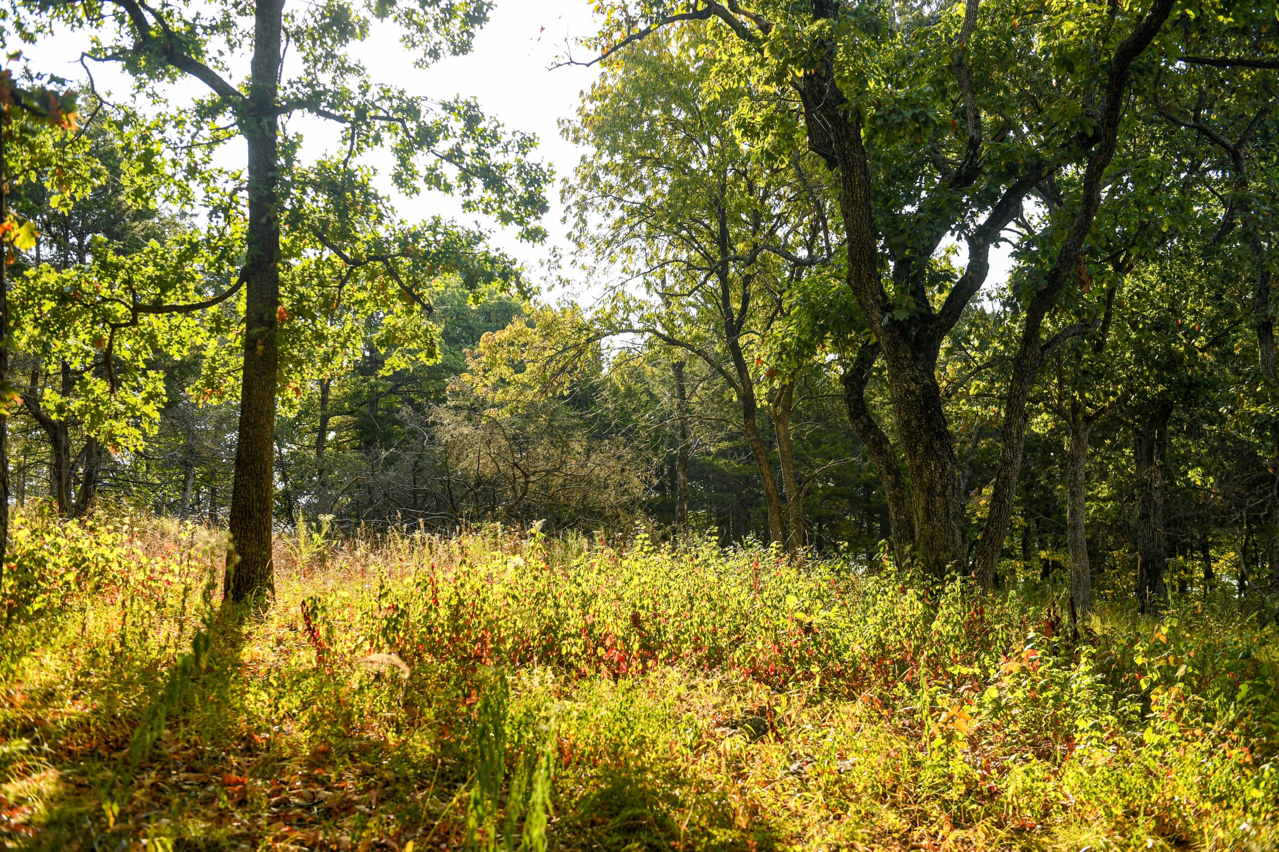 Pomme de Terre State Park
