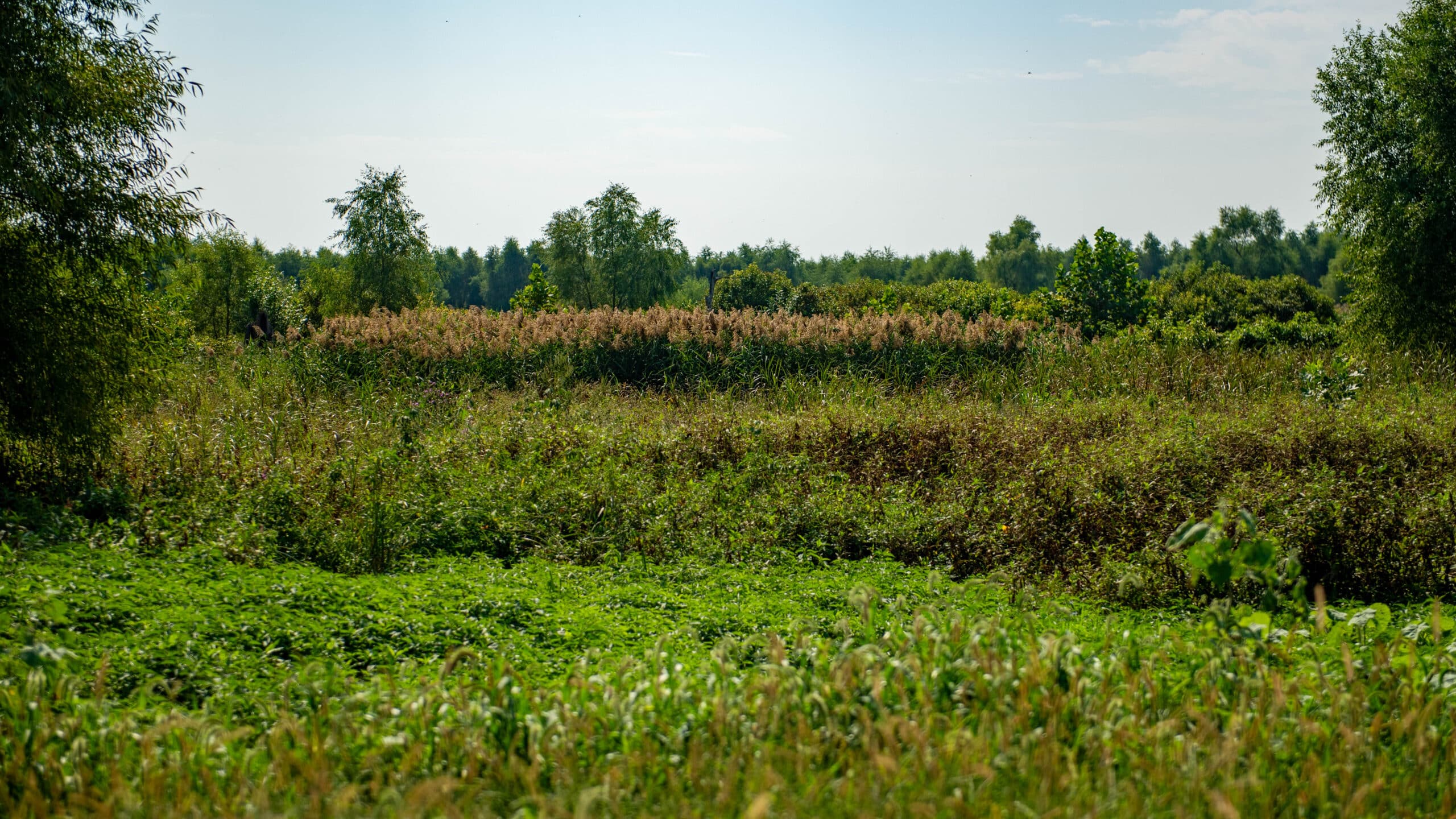 Big Lake, Summer, Landscape, Tall Grass and Trees