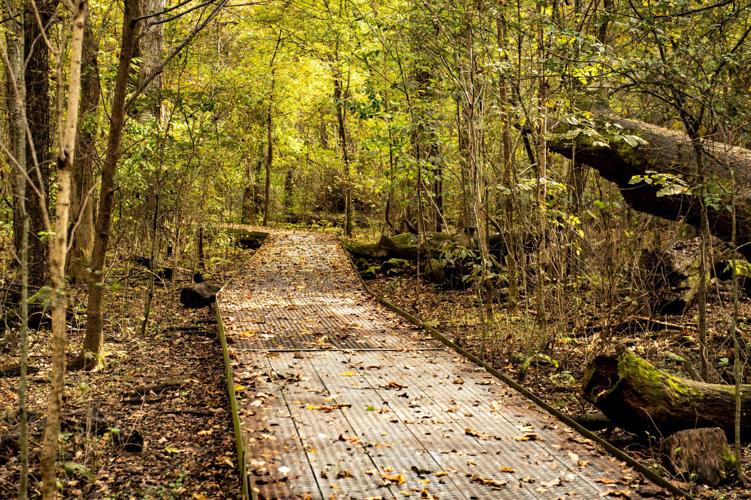 Big Oak Tree State Park