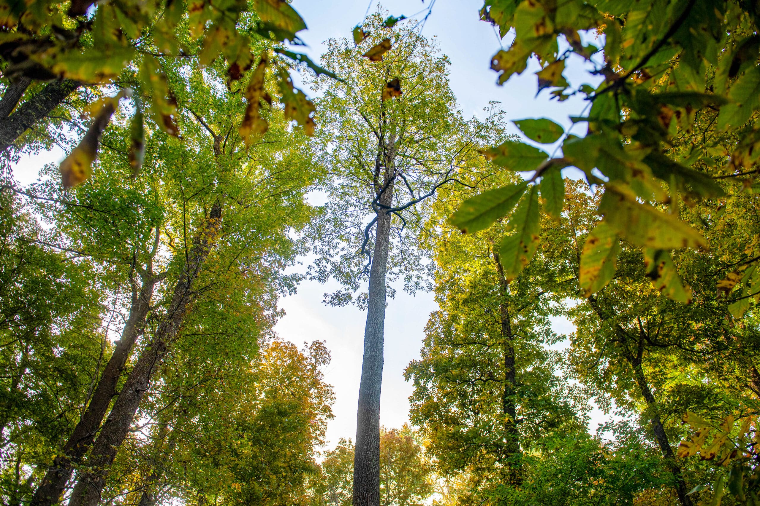 Big Oak Tree, Fall, Landscape, Champion Tree