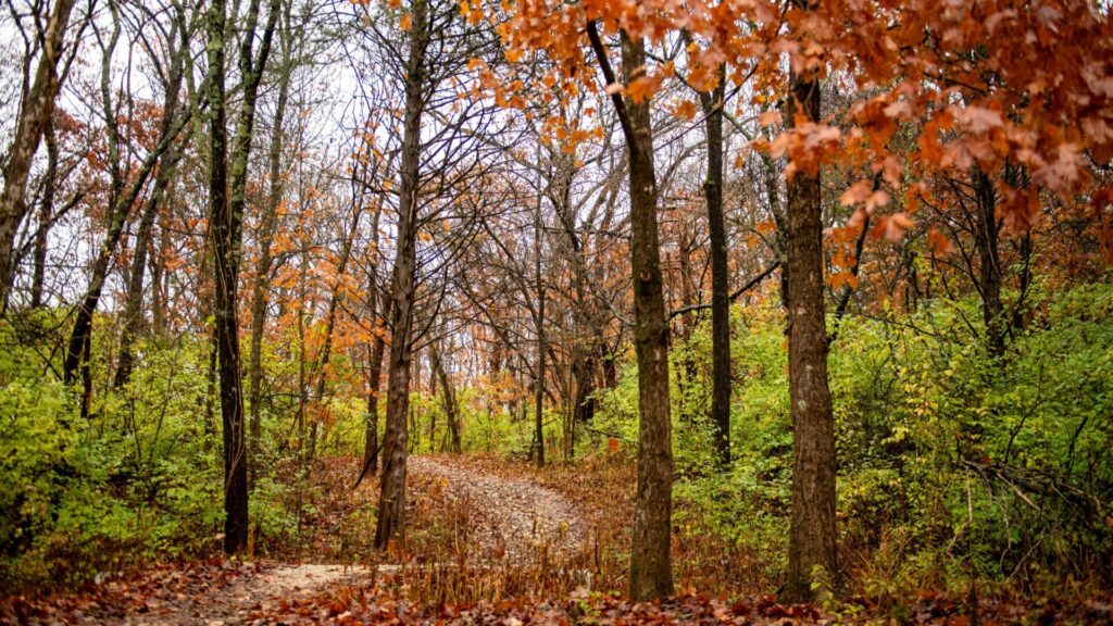 Clark's Hill/Norton, Fall, Hiking, Trail 2 Clark's Hill/Norton, Fall, Hiking, Trail with Fall Leaves
