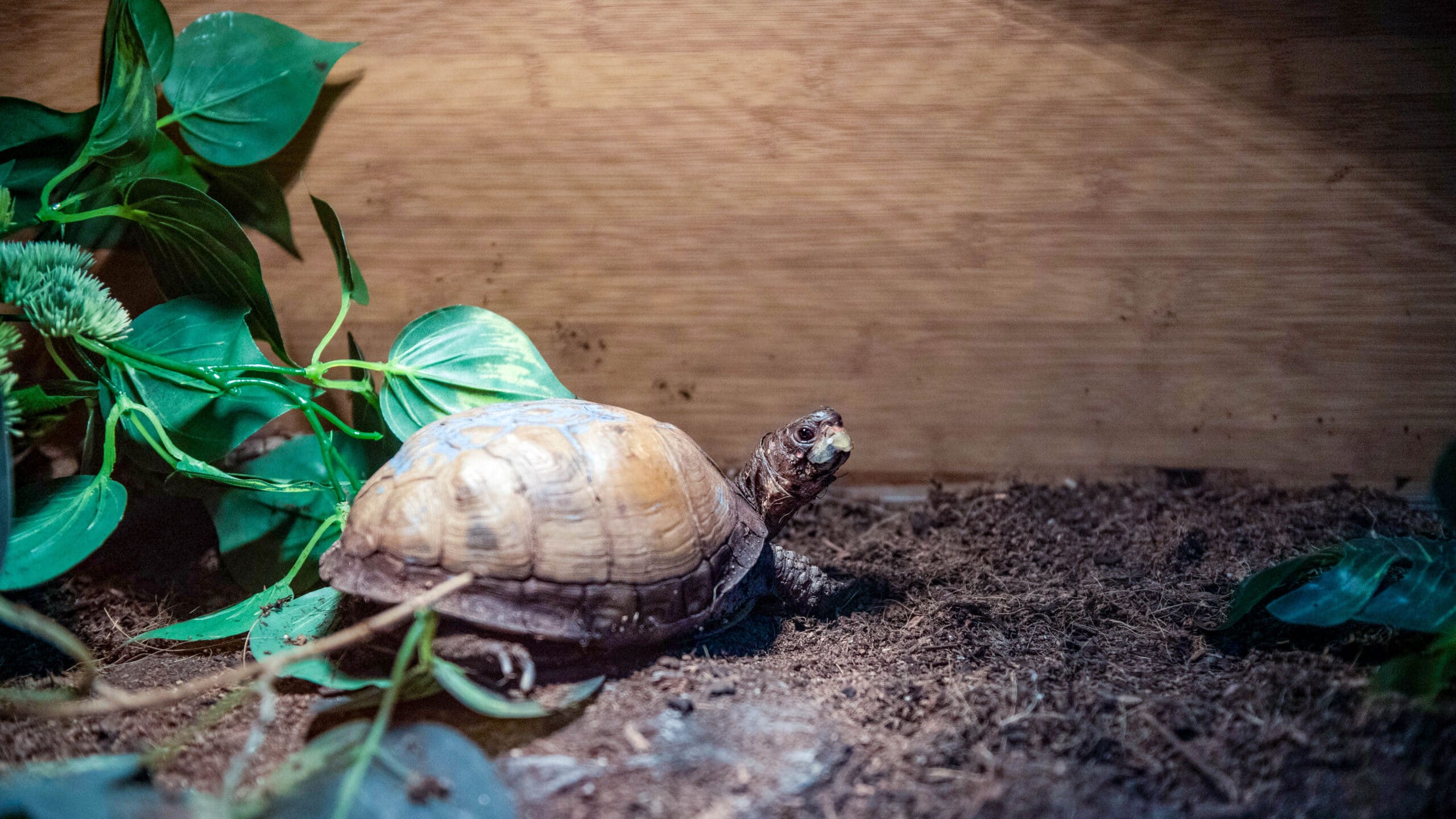 Dr. Edmund Babler, Fall, Nature Center, Turtle