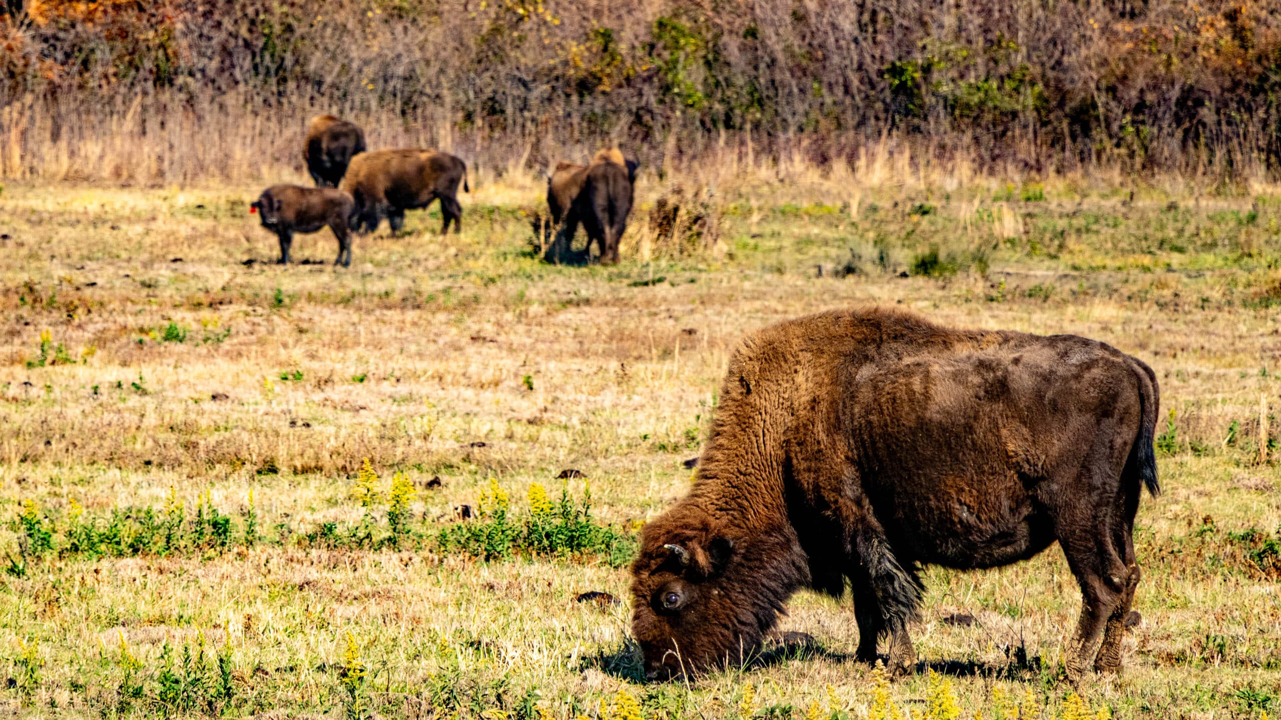 Prairie State Park