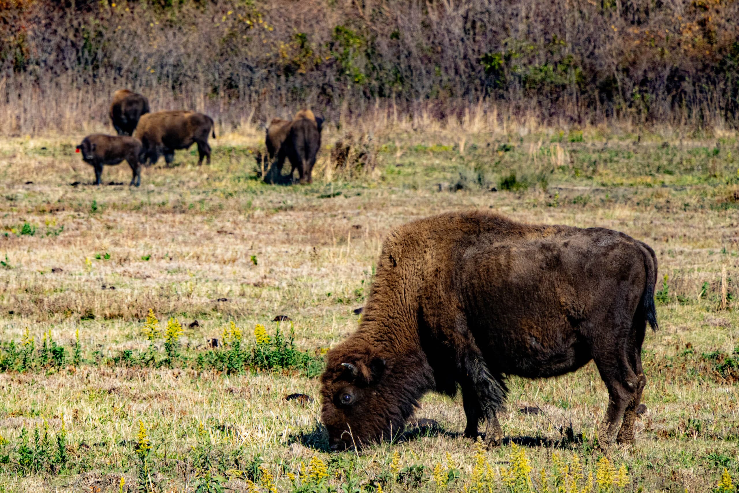 Protecting our national resources, buffalo
