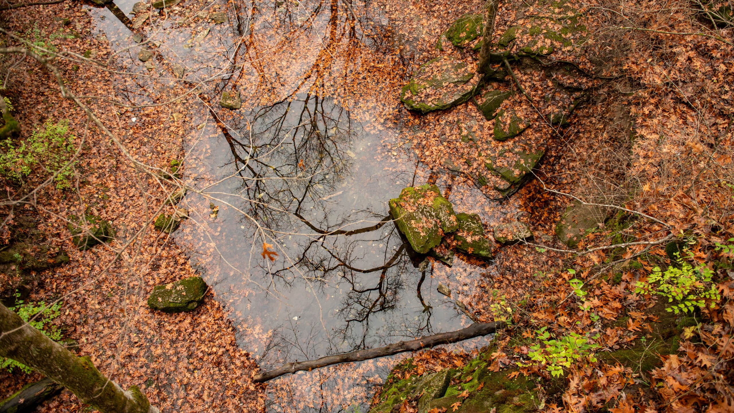 Rock Bridge Memorial State Park