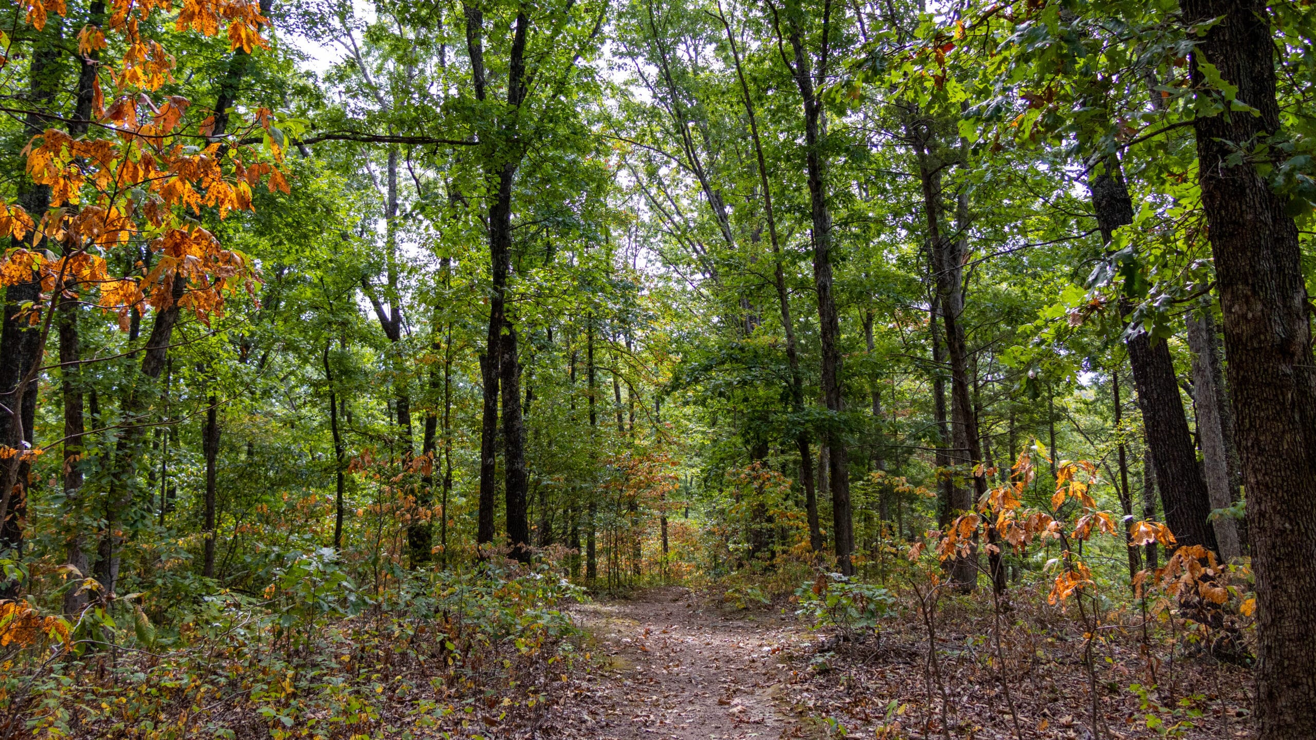 St. Francois State Park