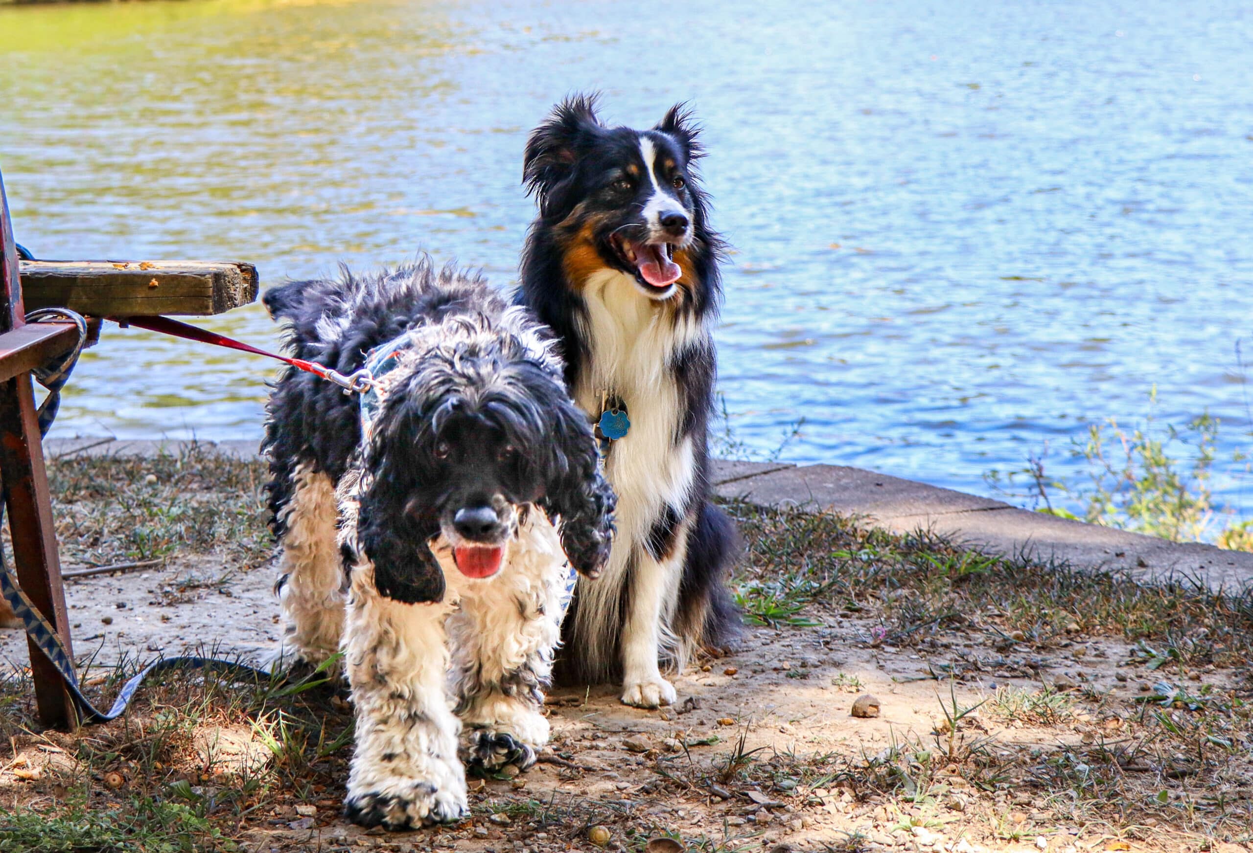 pets in park, two dogs