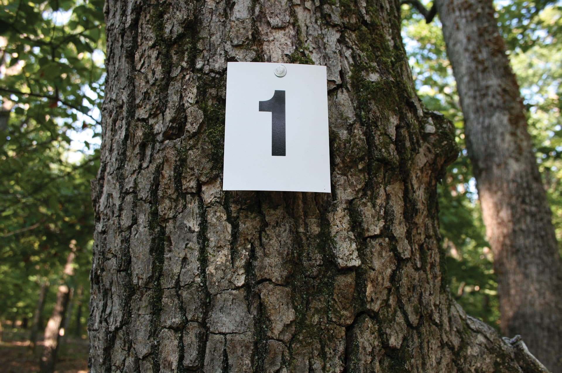 numeral 1 sign