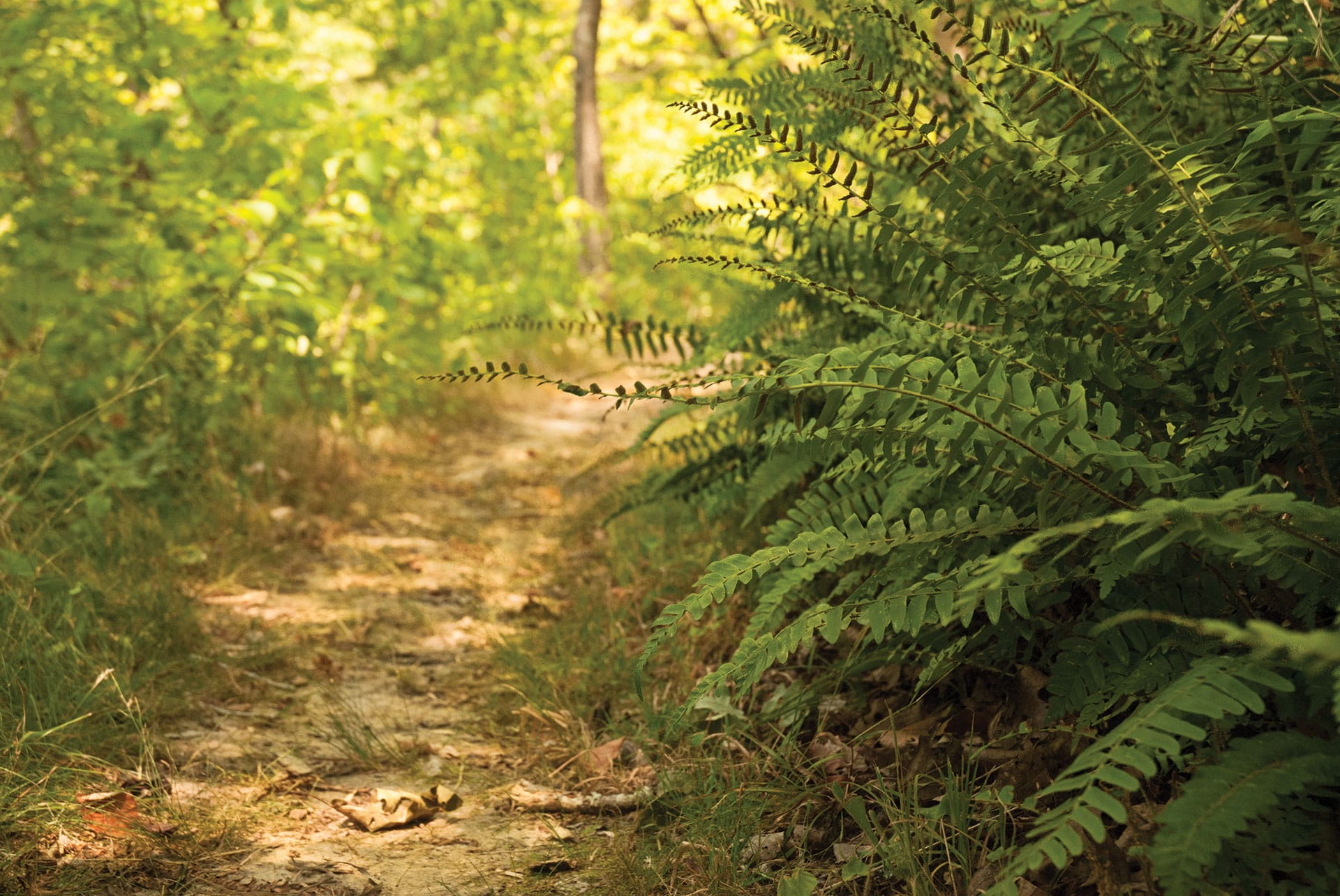 fern along a trail at St. Francois State Park