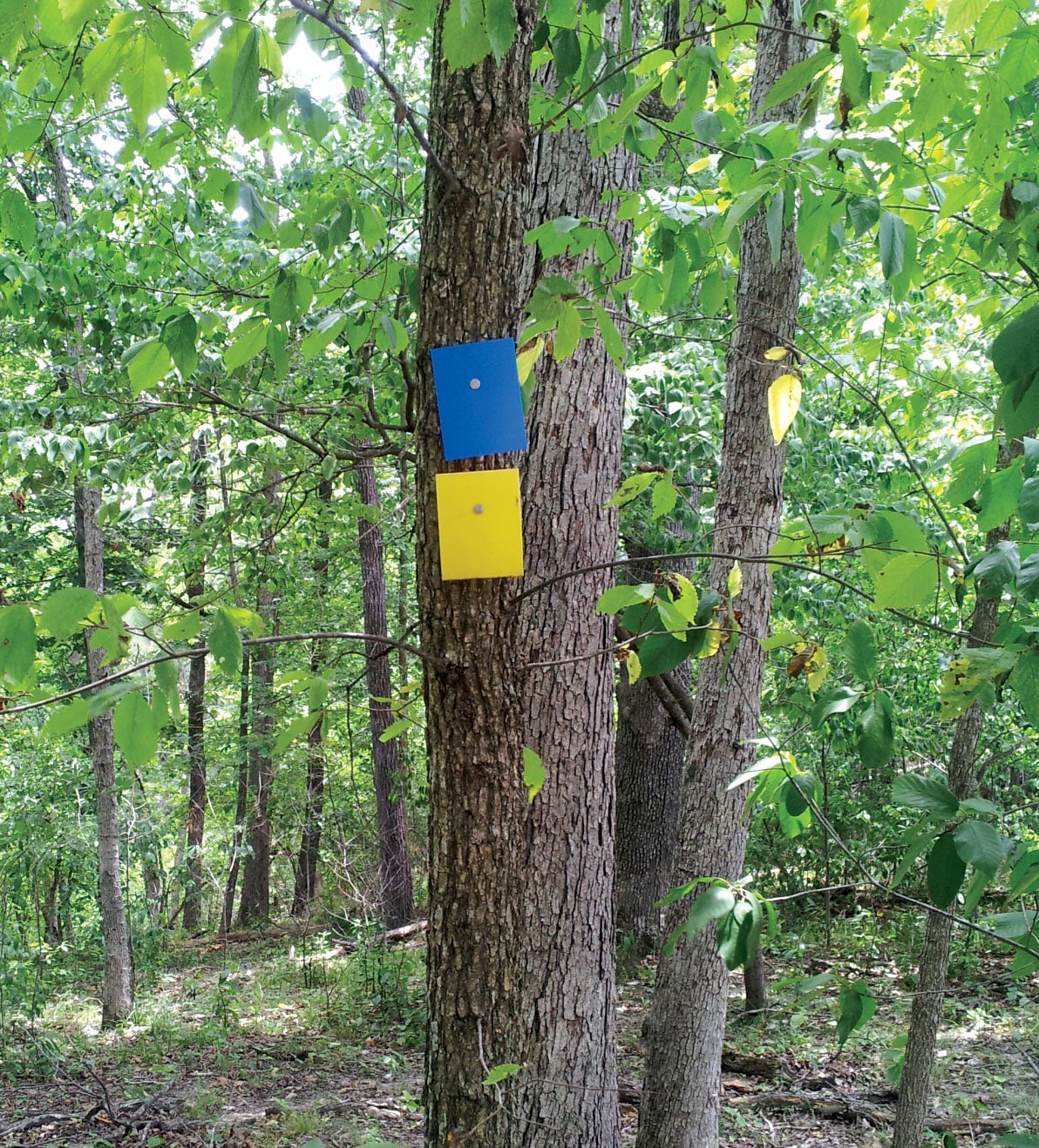 Blue and yellow trail markers